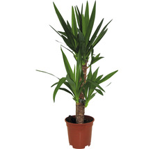 Yucca kamerplant in pot