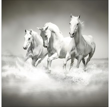 Decoratieve afbeelding met drie witte paarden in het water