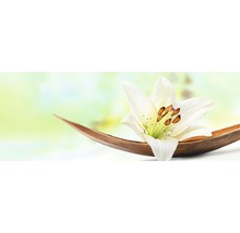 Witte lelie op houten schaal