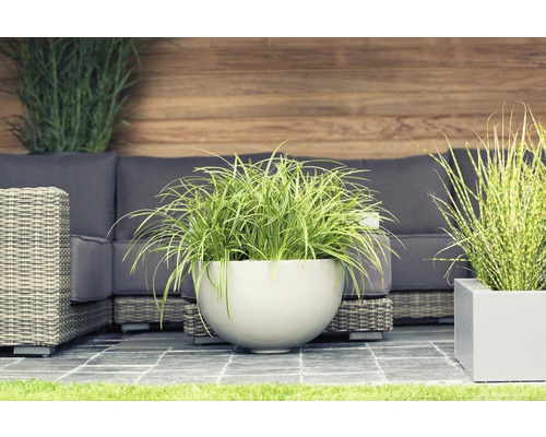 FLORASELF Zegge (Siergras) Carex morrowii 'Ice Dance' potmaat Ø 19.0 cm H 5-30 cm Terrasscène met plantenbakken en tuinmeubelen