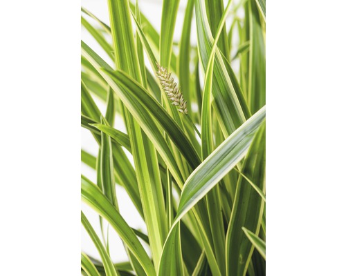 FLORASELF Japanse zegge Carex oshimensis 'Everest' potmaat Ø 19 cm H 10 - 30 cm Close-up van siergras met bloeiwijze