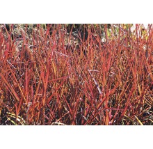 Close-up van rood siergras in de tuin