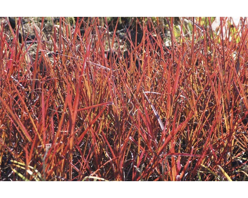 FLORASELF Baardgras Andropogon gerardii 'Red October' potmaat Ø 19 cm H 20-100 cm Close-up van rood siergras in de tuin