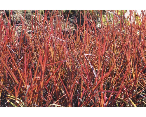 FLORASELF Baardgras Andropogon gerardii 'Red October' potmaat Ø 19 cm H 20-100 cm