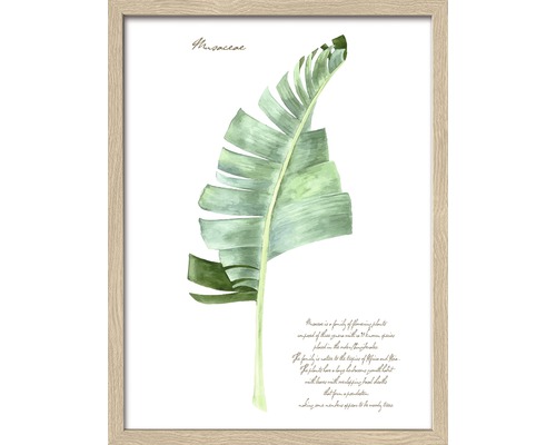 PURE LIVING Schilderij met lijst Green Plant Leaf II 33x43 cm