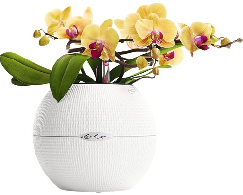Gele orchidee in witte Lechuza bloempot