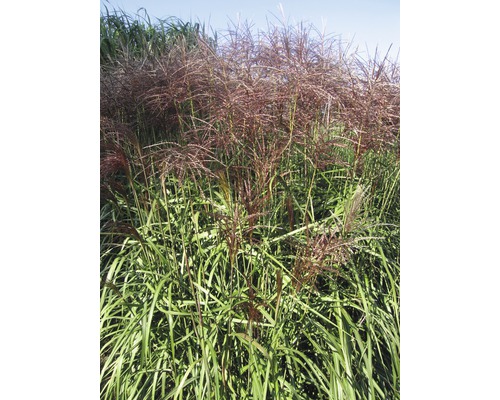 Chinees riet in de tuin