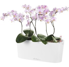 Orchideeën in een witte Lechuza plantenbak met irrigatiesysteem