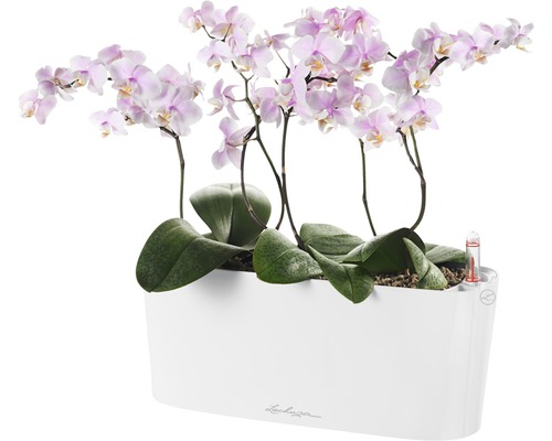 Orchideeën in een witte Lechuza plantenbak met irrigatiesysteem