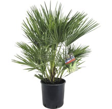 Hennep palm in pot voor binnen- en buitengebruik