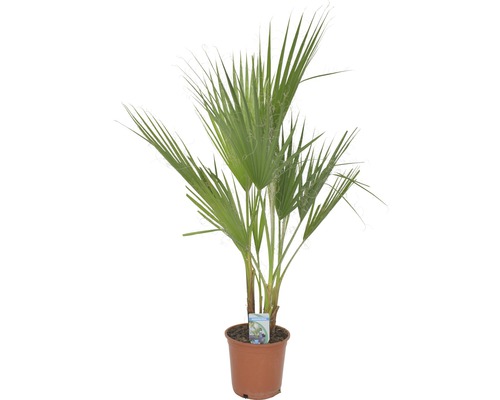 FLORASELF Mexicaanse waaierpalm Washingtonia robusta potmaat Ø 21 cm H 80 cm Hennep palm in pot
