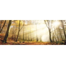 Herfstbos met zonlicht en bladeren