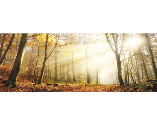 Herfstbos met zonlicht en bladeren