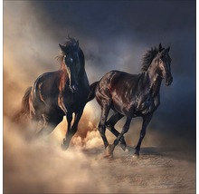 Twee galopperende paarden in het stof