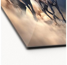 Detailopname van een acrylglas foto met het motief van galopperende paarden