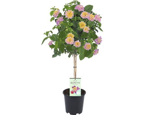 FLORASELF Wisselbloem Lantana Camara potmaat Ø 19 cm H 40-60 cm