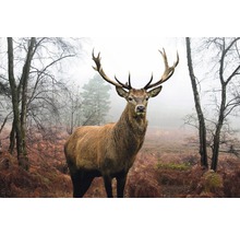 REINDERS Poster Hert in het bos 61x91,5 cm