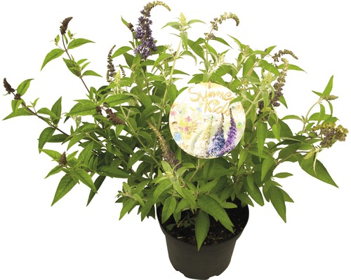 Vlinderstruik in pot met plantlabel