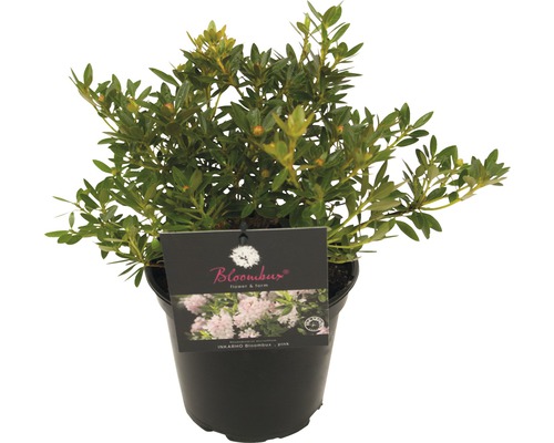Rhododendron in een pot