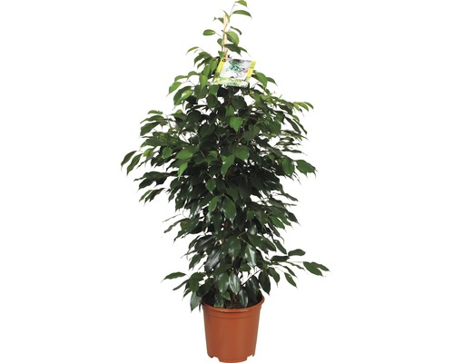 FLORASELF Ficus danielle Ø21 cm H105 cm FLORASELF Ficus danielle Ø21 cm H105 cm