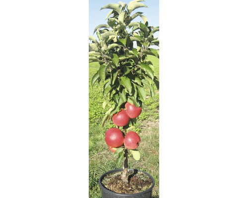 Appelboom in pot met appels