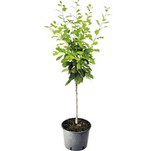 Boom in pot met groene bladeren