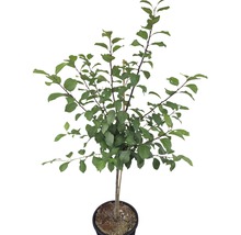 Pruimenboom in pot met groene bladeren
