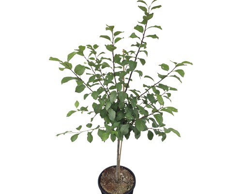 Pruimenboom in pot met groene bladeren