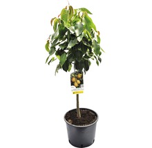 Perenboom in pot