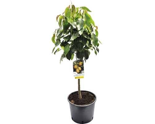 FLORASELF® Perenboom Pyrus communis 'Delsanne' potmaat Ø19 cm