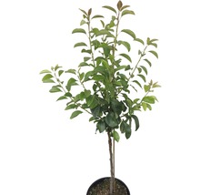 Perenboom in pot