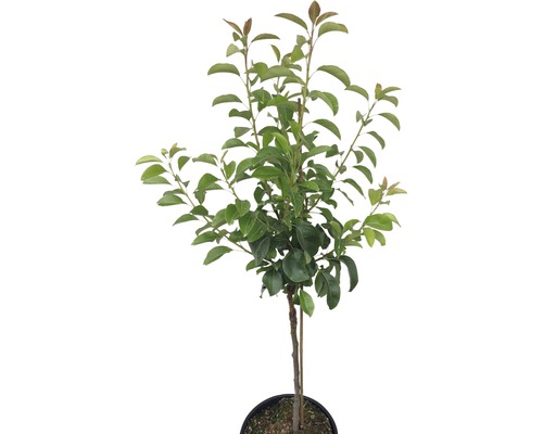Perenboom in pot