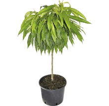 Perzikboom in pot