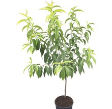Perzikboom in pot