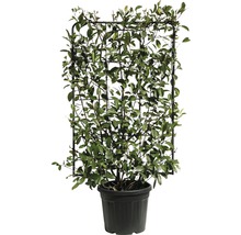 Klimplant geteeld in een pot met klimhulp