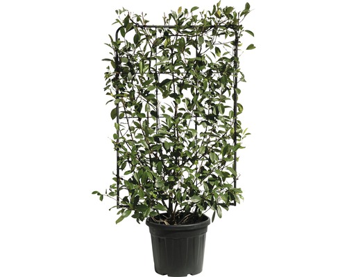 Klimplant geteeld in een pot met klimhulp