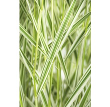 Decoratief siergras met gestreepte bladeren.