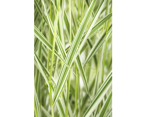 FLORASELF Rietgras Phalaris arundinacea 'Feesey' potmaat Ø 19 cm H 10-60 cm Decoratief siergras met gestreepte bladeren.