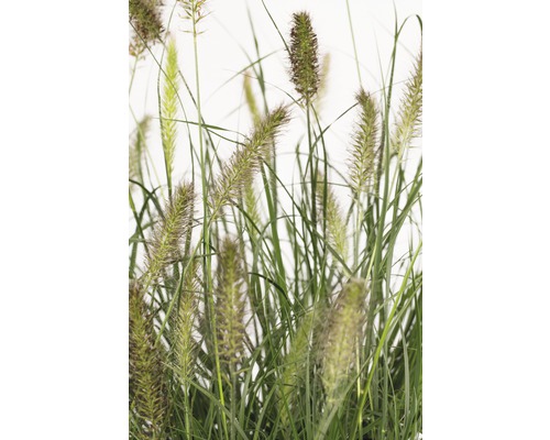 Siergras met decoratieve aren