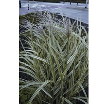 Chinees riet met decoratieve bladeren in de tuin