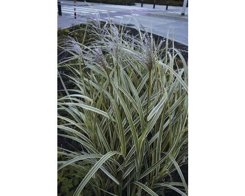 FLORASELF Olifantsgras Miscanthus sinensis 'Variegatus' potmaat 19 cm H 10-80 cm Chinees riet met decoratieve bladeren in de tuin