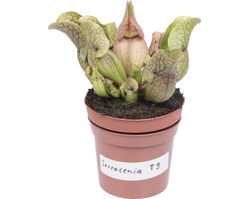 Vleesetende Sarracenia plant in pot