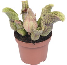 Vleesetende plant Sarracenia in pot