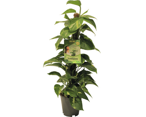 FLORASELF Drakenklimop Scindapsus Aureum Mosstam potmaat Ø 19 cm H 80-90 cm Scindapsus kamerplant in pot met klimhulp