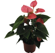 Anthurium potplant met bloemen