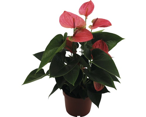 Anthurium potplant met bloemen