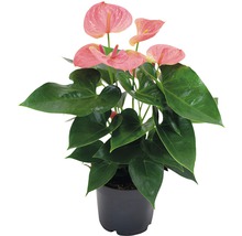 Anthurium kamerplant in een pot
