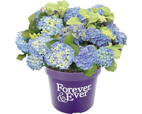 Blauwe hortensia in pot