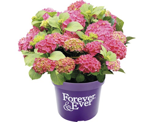Roze hortensia in pot