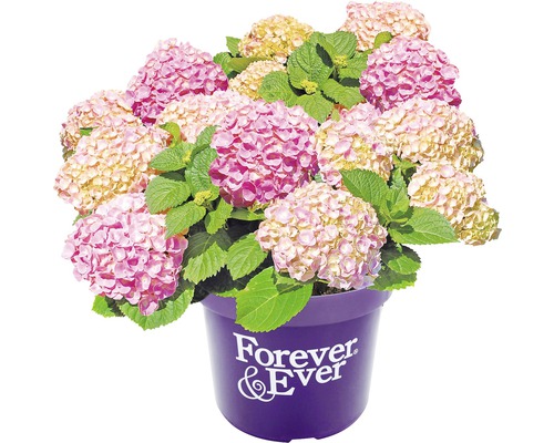 Hortensia in pot met Forever and Ever logo